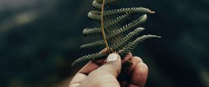 Preview wallpaper fern, leaf, hand, plant, green