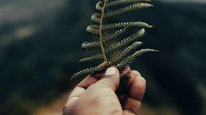 Preview wallpaper fern, leaf, hand, plant, green