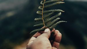 Preview wallpaper fern, leaf, hand, plant, green