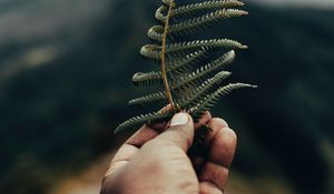 Preview wallpaper fern, leaf, hand, plant, green