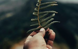 Preview wallpaper fern, leaf, hand, plant, green