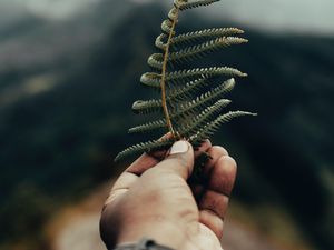 Preview wallpaper fern, leaf, hand, plant, green