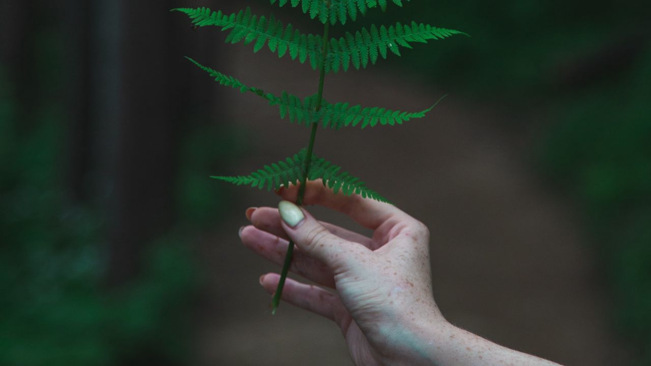 Wallpaper fern, leaf, hand
