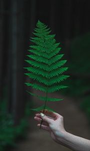 Preview wallpaper fern, leaf, hand