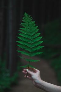 Preview wallpaper fern, leaf, hand