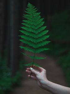 Preview wallpaper fern, leaf, hand