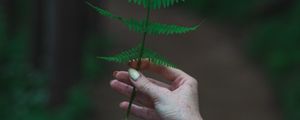 Preview wallpaper fern, leaf, hand