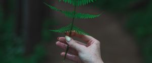 Preview wallpaper fern, leaf, hand