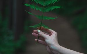 Preview wallpaper fern, leaf, hand