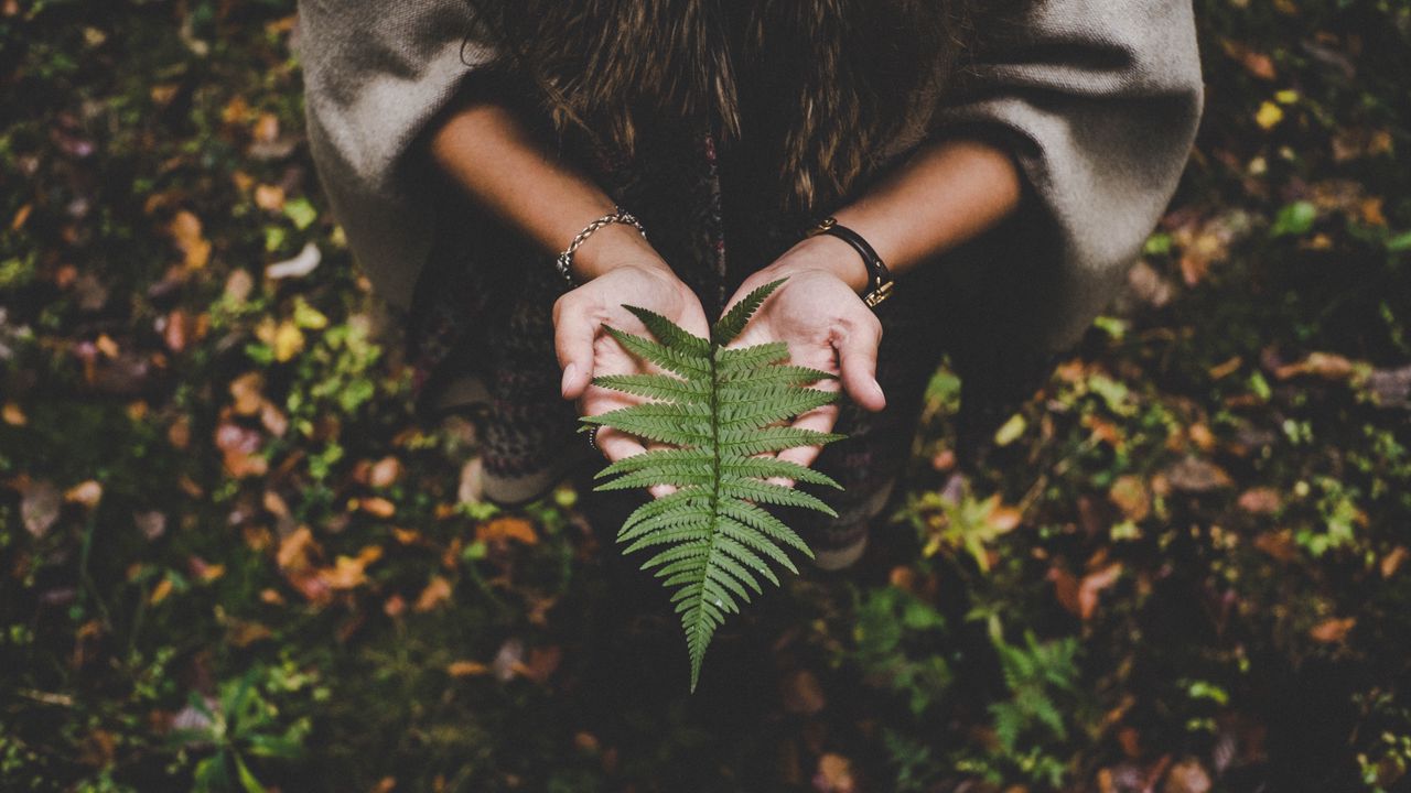 Wallpaper fern, leaf, hands