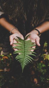 Preview wallpaper fern, leaf, hands
