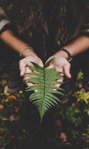 Preview wallpaper fern, leaf, hands