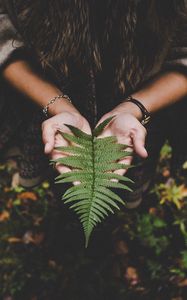 Preview wallpaper fern, leaf, hands