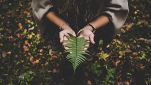 Preview wallpaper fern, leaf, hands