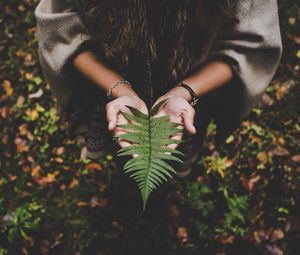 Preview wallpaper fern, leaf, hands