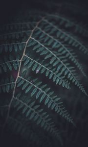 Preview wallpaper fern, leaf, macro, dark, green