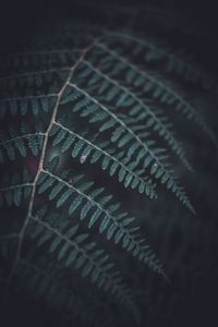 Preview wallpaper fern, leaf, macro, dark, green