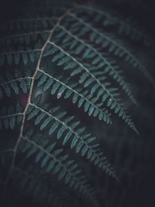 Preview wallpaper fern, leaf, macro, dark, green