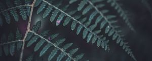 Preview wallpaper fern, leaf, macro, dark, green