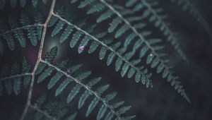 Preview wallpaper fern, leaf, macro, dark, green