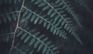 Preview wallpaper fern, leaf, macro, dark, green