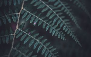 Preview wallpaper fern, leaf, macro, dark, green