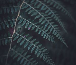 Preview wallpaper fern, leaf, macro, dark, green