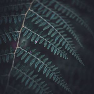 Preview wallpaper fern, leaf, macro, dark, green