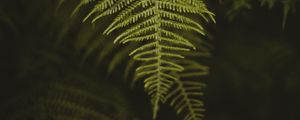 Preview wallpaper fern, leaf, macro