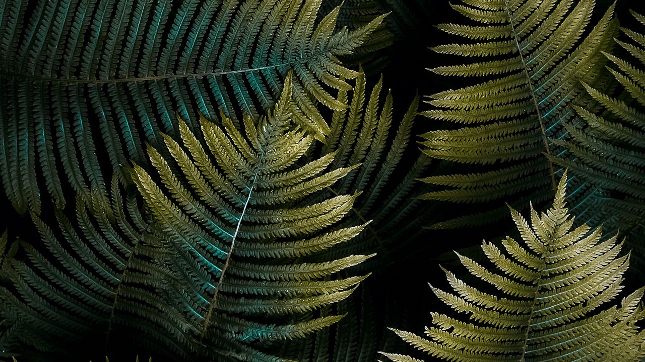 Wallpaper fern, leaf, macro, green