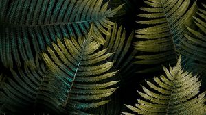 Preview wallpaper fern, leaf, macro, green