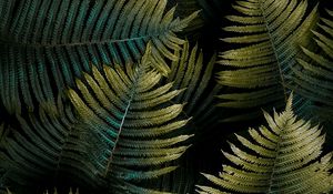 Preview wallpaper fern, leaf, macro, green