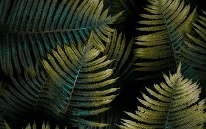 Preview wallpaper fern, leaf, macro, green