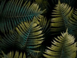 Preview wallpaper fern, leaf, macro, green