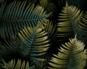 Preview wallpaper fern, leaf, macro, green