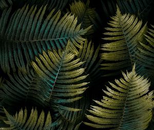 Preview wallpaper fern, leaf, macro, green