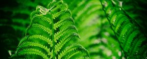 Preview wallpaper fern, leaf, macro, plant