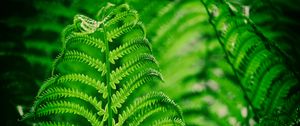 Preview wallpaper fern, leaf, macro, plant