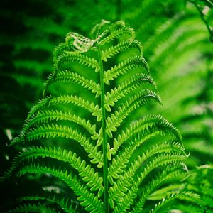 Preview wallpaper fern, leaf, macro, plant