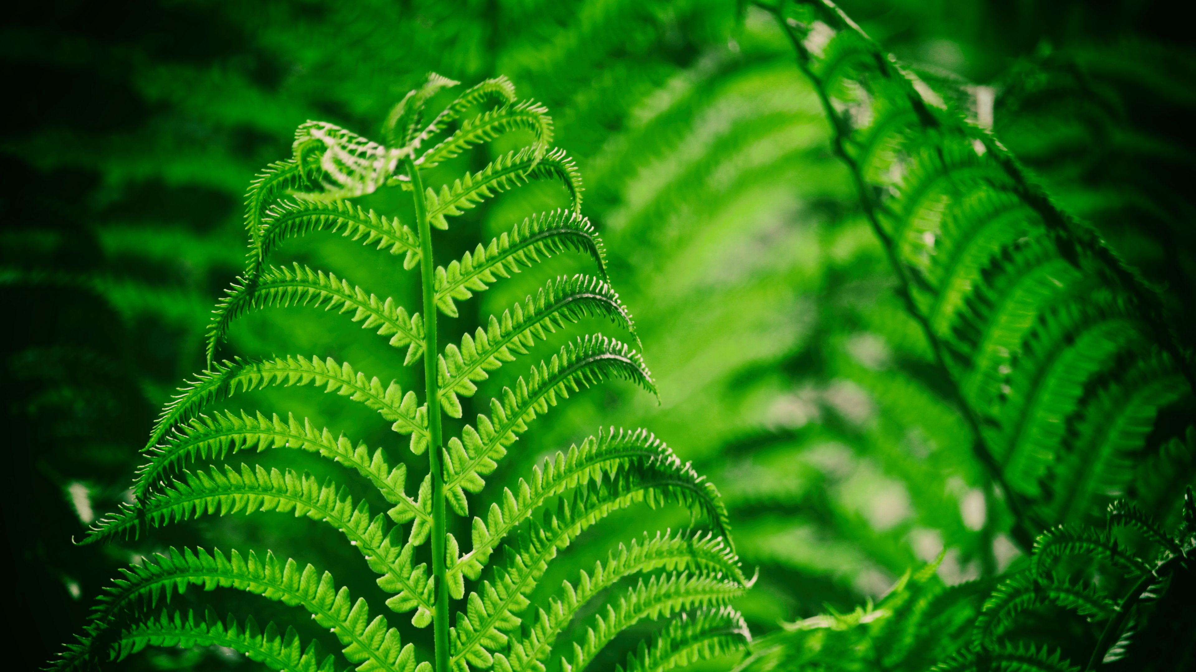 Download wallpaper 3840x2160 fern, leaf, macro, plant 4k uhd 16:9 hd