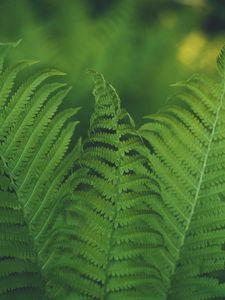 Preview wallpaper fern, leaf, macro, focus