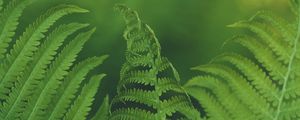 Preview wallpaper fern, leaf, macro, focus