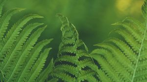 Preview wallpaper fern, leaf, macro, focus