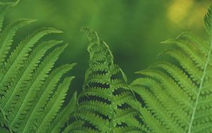 Preview wallpaper fern, leaf, macro, focus