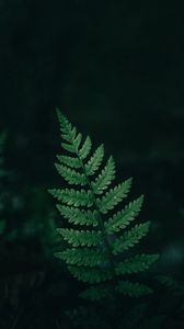 Preview wallpaper fern, leaf, macro, drops