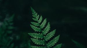 Preview wallpaper fern, leaf, macro, drops
