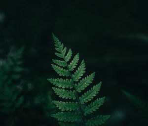 Preview wallpaper fern, leaf, macro, drops