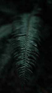 Preview wallpaper fern, leaf, macro, dark, plant