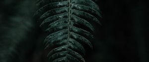 Preview wallpaper fern, leaf, macro, dark, plant