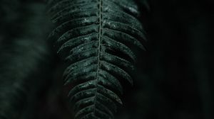 Preview wallpaper fern, leaf, macro, dark, plant